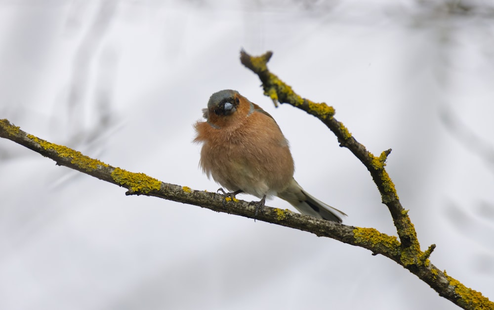 brown and white bird on tree branch