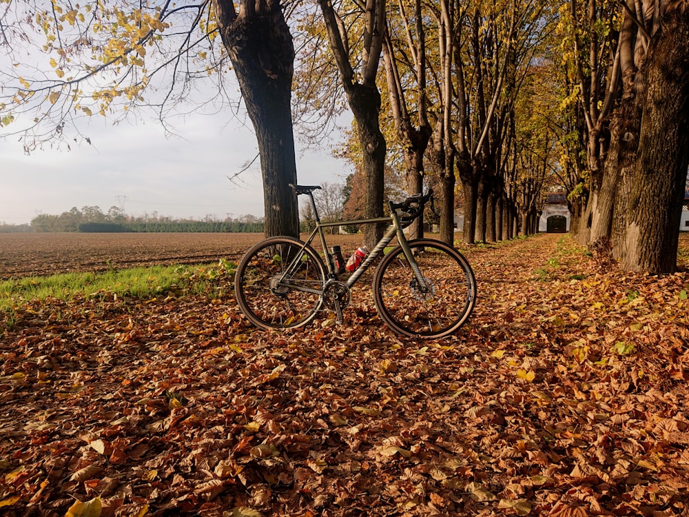 black and red mountain bike parked beside brown tree during daytime