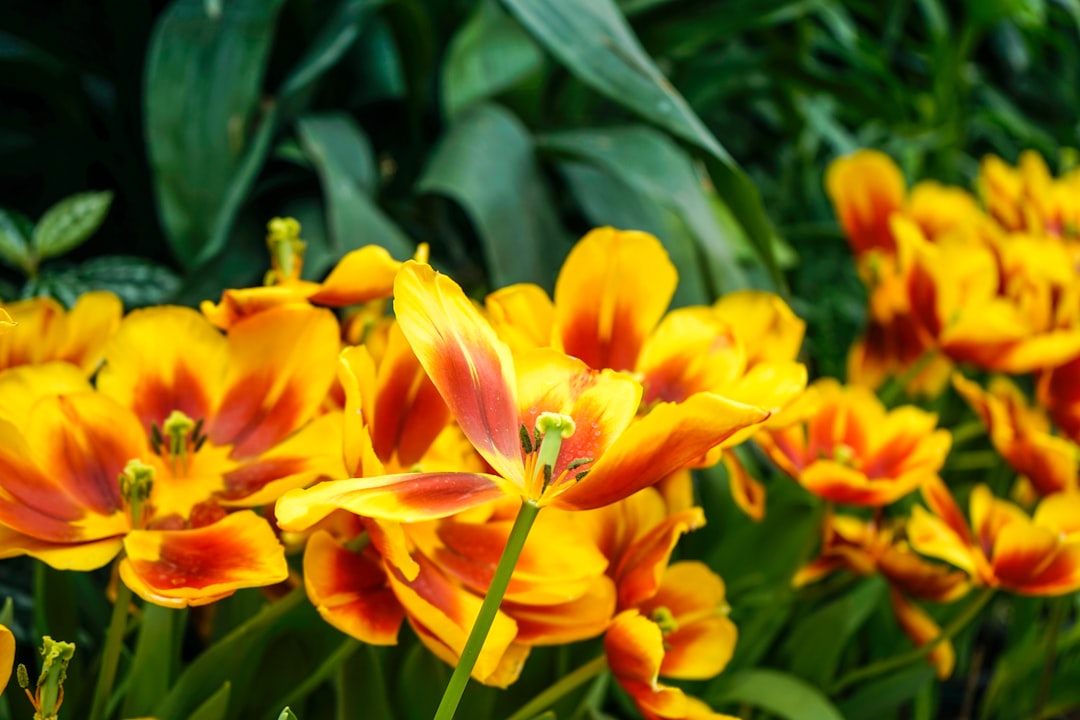 yellow and red flower in close up photography