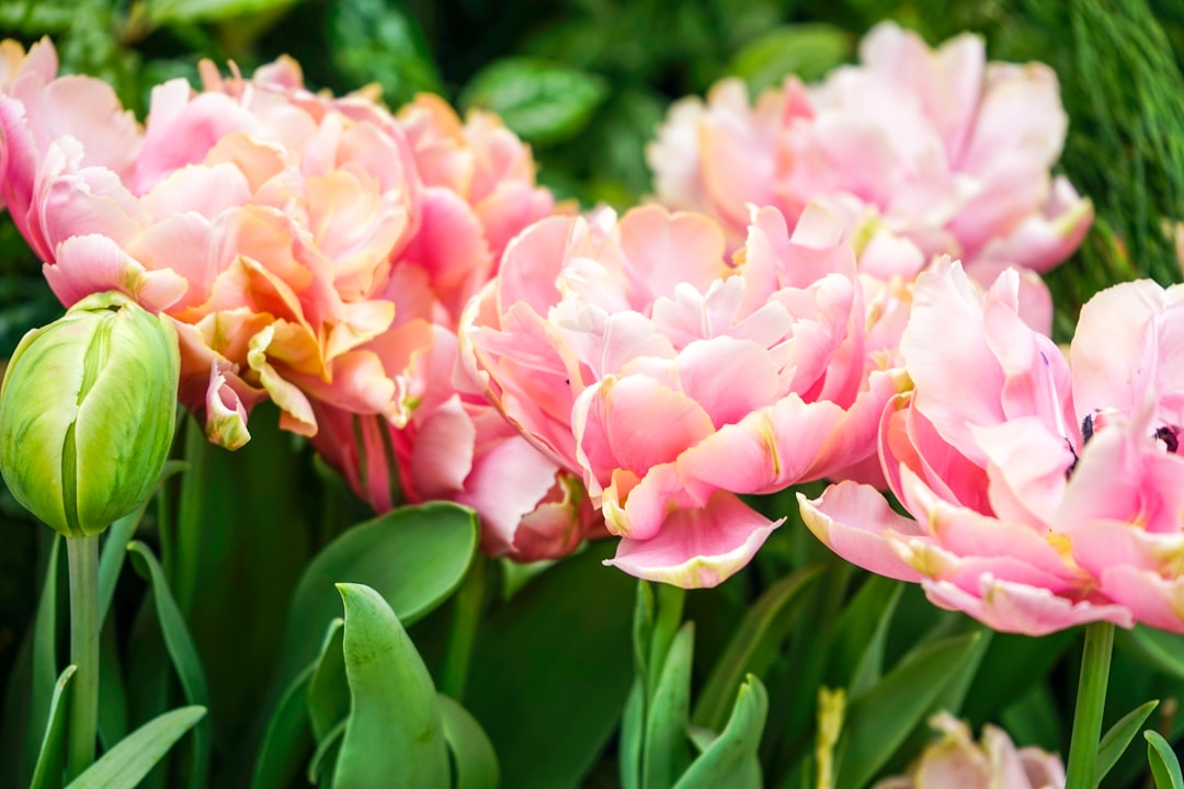 pink and white flower in close up photography