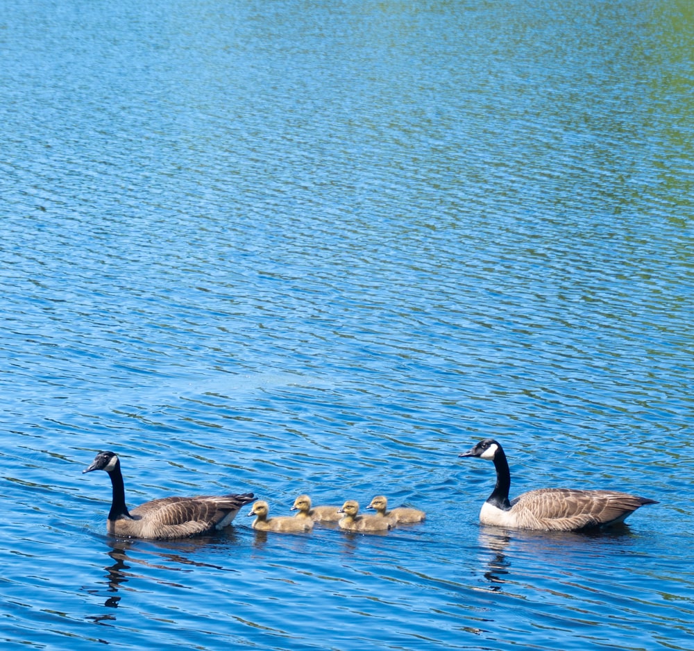 three black and white geese on water during daytime