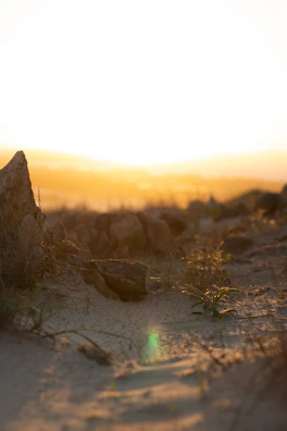 Sunset casting warm golden light over a stretch of untouched land.