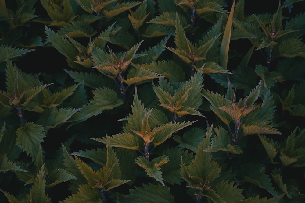 green and brown leaf plant