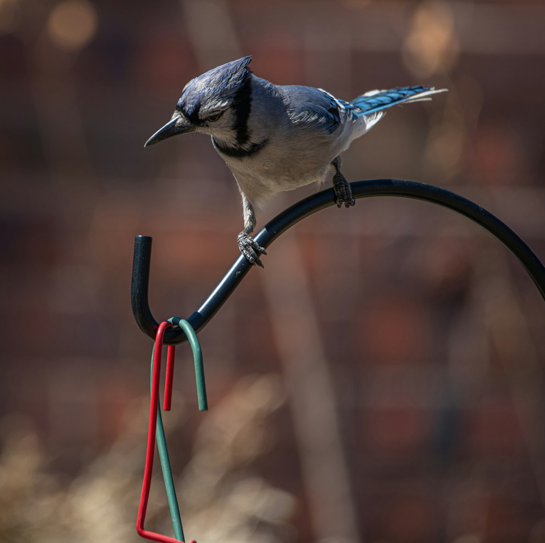 blue and white bird on brown wooden fence during daytime