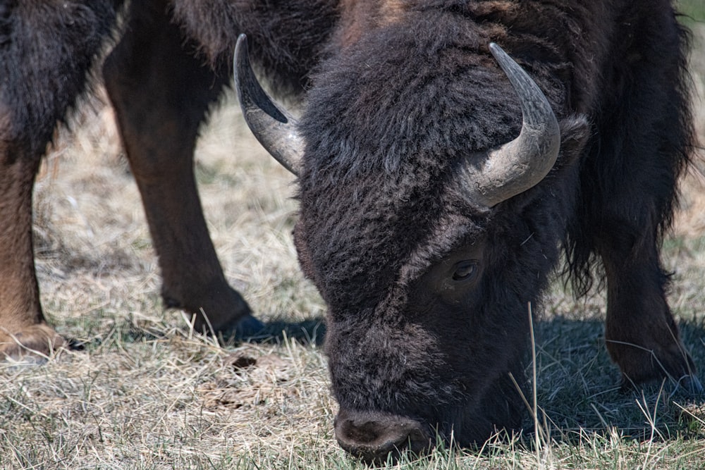 brown and black animal eating grass during daytime
