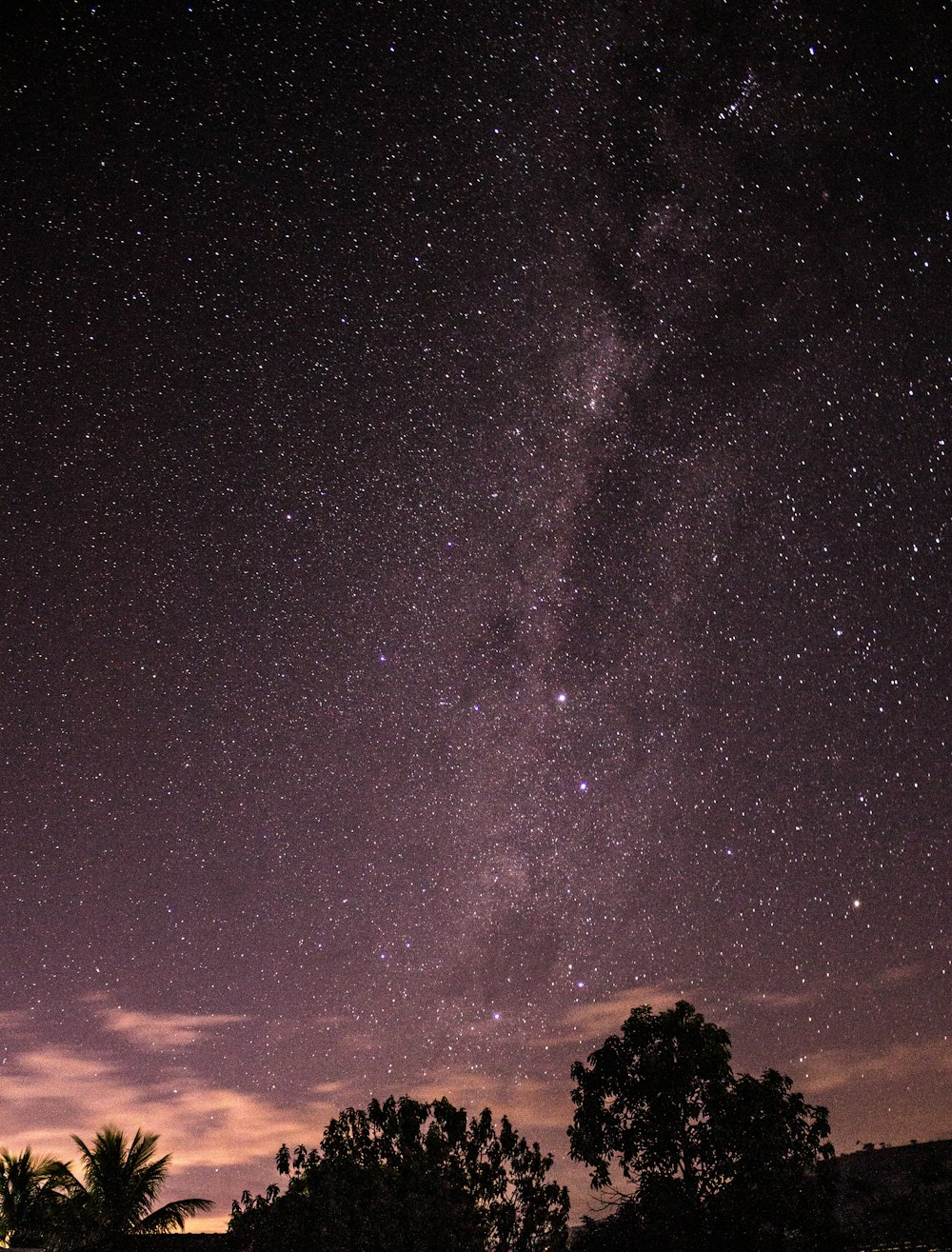 silhouette of trees under starry night