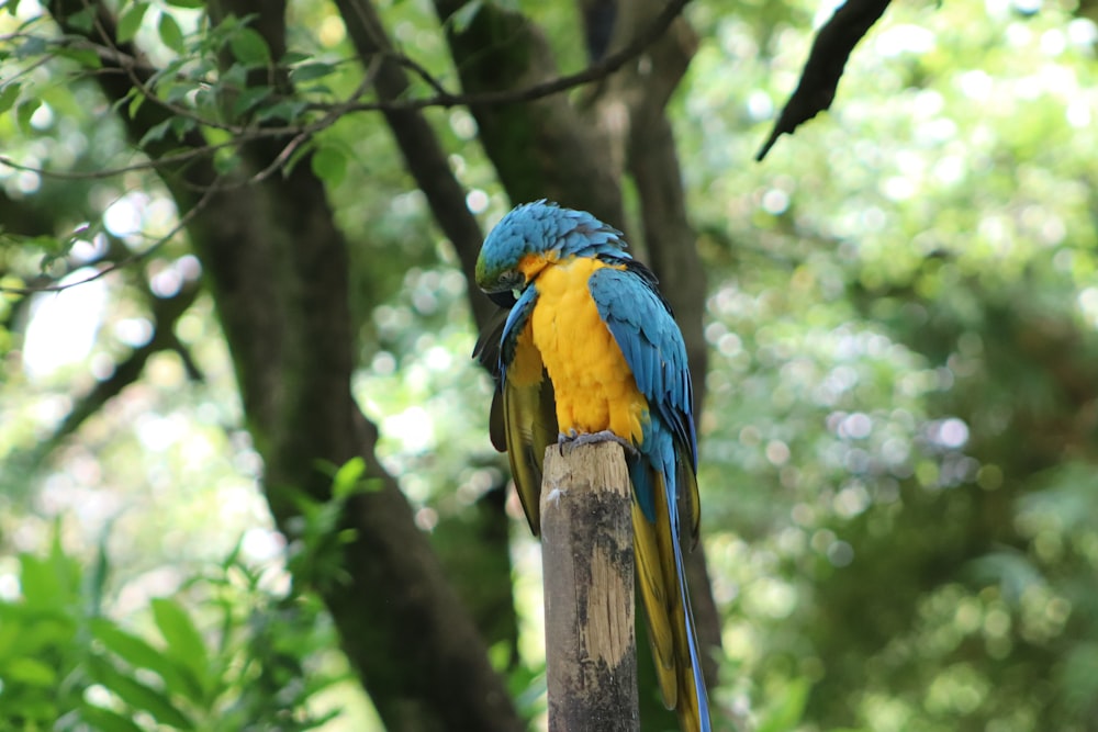 blue yellow and green parrot on brown tree branch