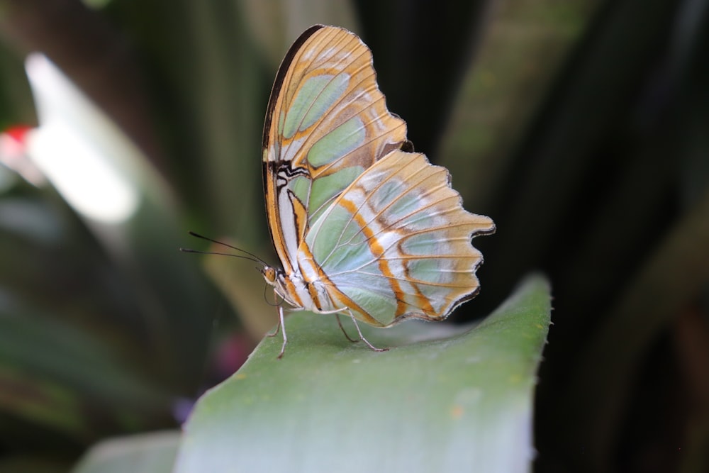 orange and black butterfly perched on green leaf in close up photography during daytime