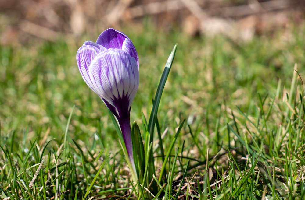 purple crocus flower in bloom during daytime