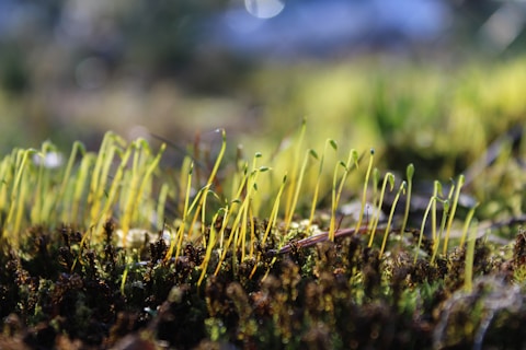 growing grass