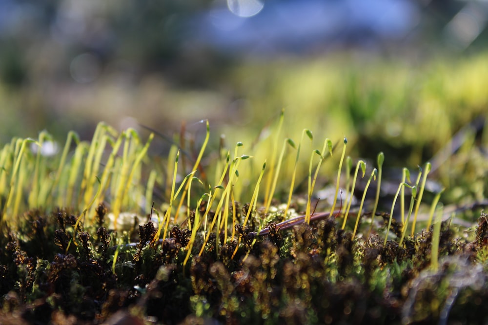 Hierba verde en la lente de cambio de inclinación