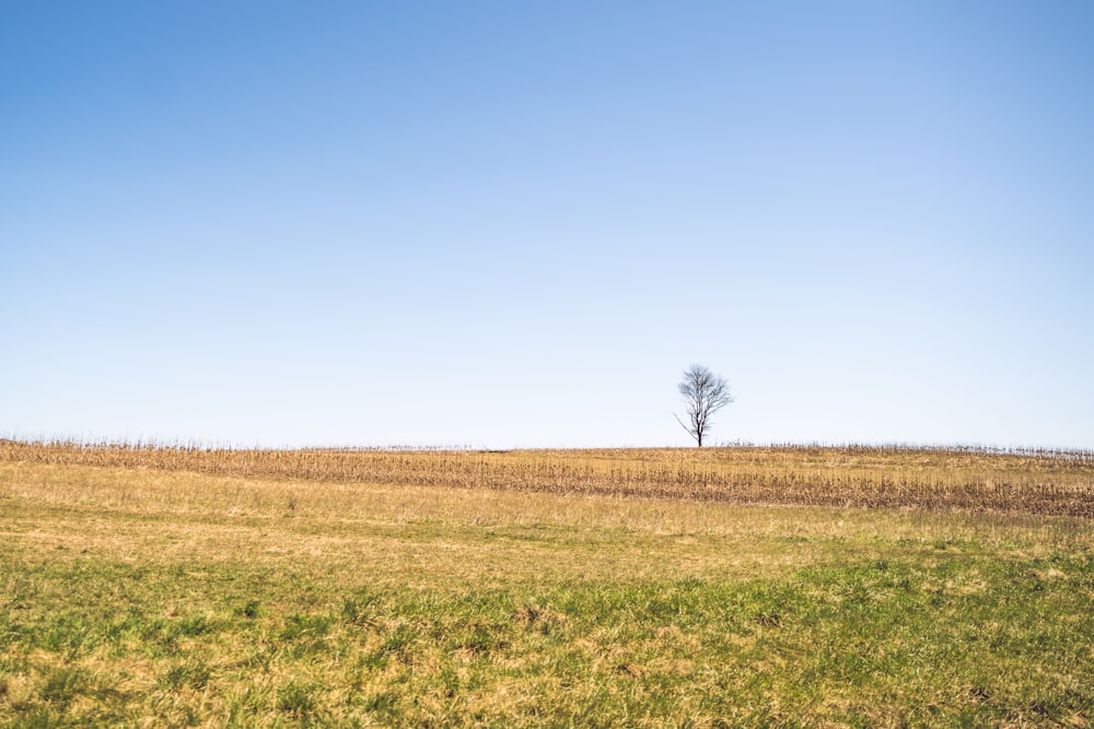 green grass field during daytime