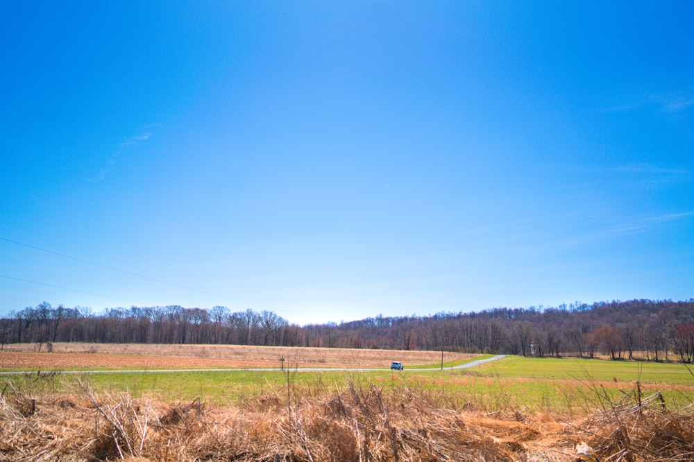 Campo de hierba verde bajo el cielo azul durante el día