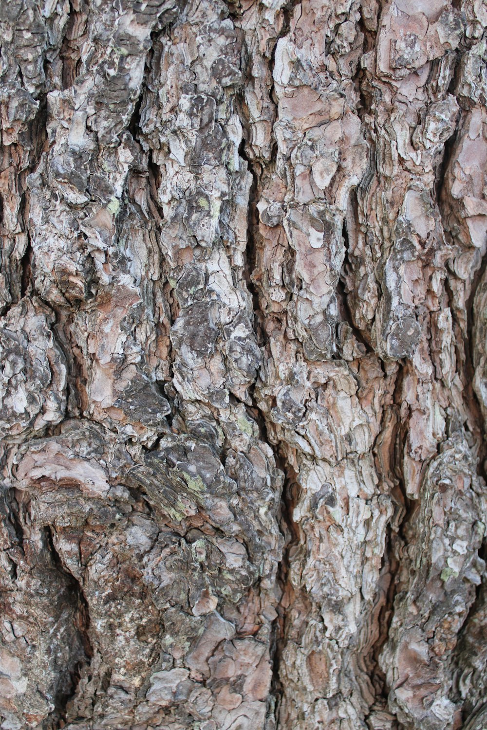 tronc d’arbre brun et gris