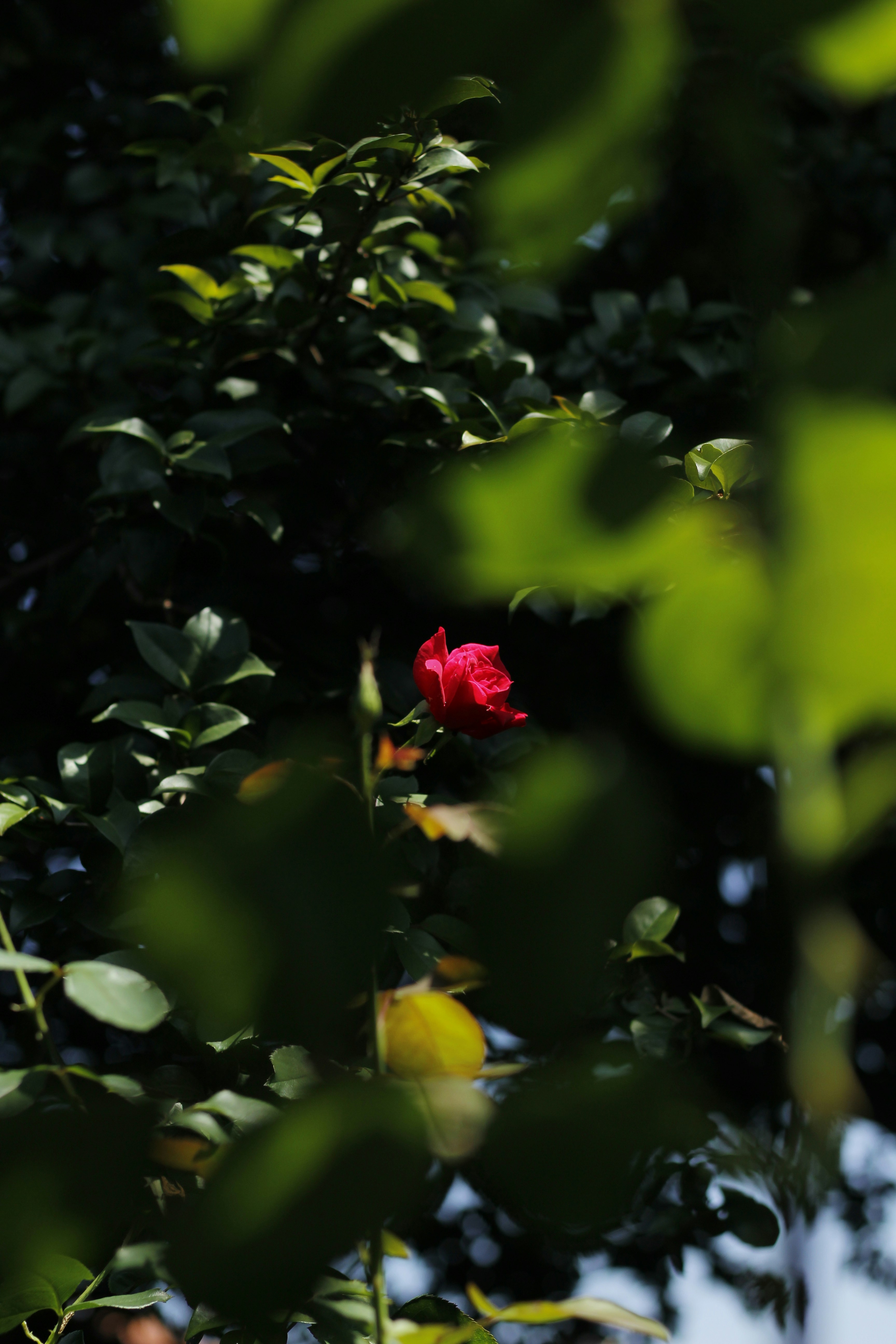Photo by giisilveira