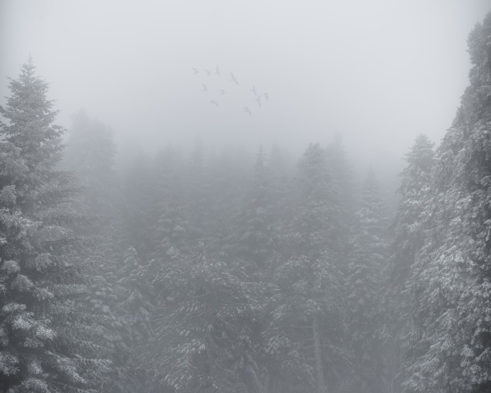 green pine trees covered with snow