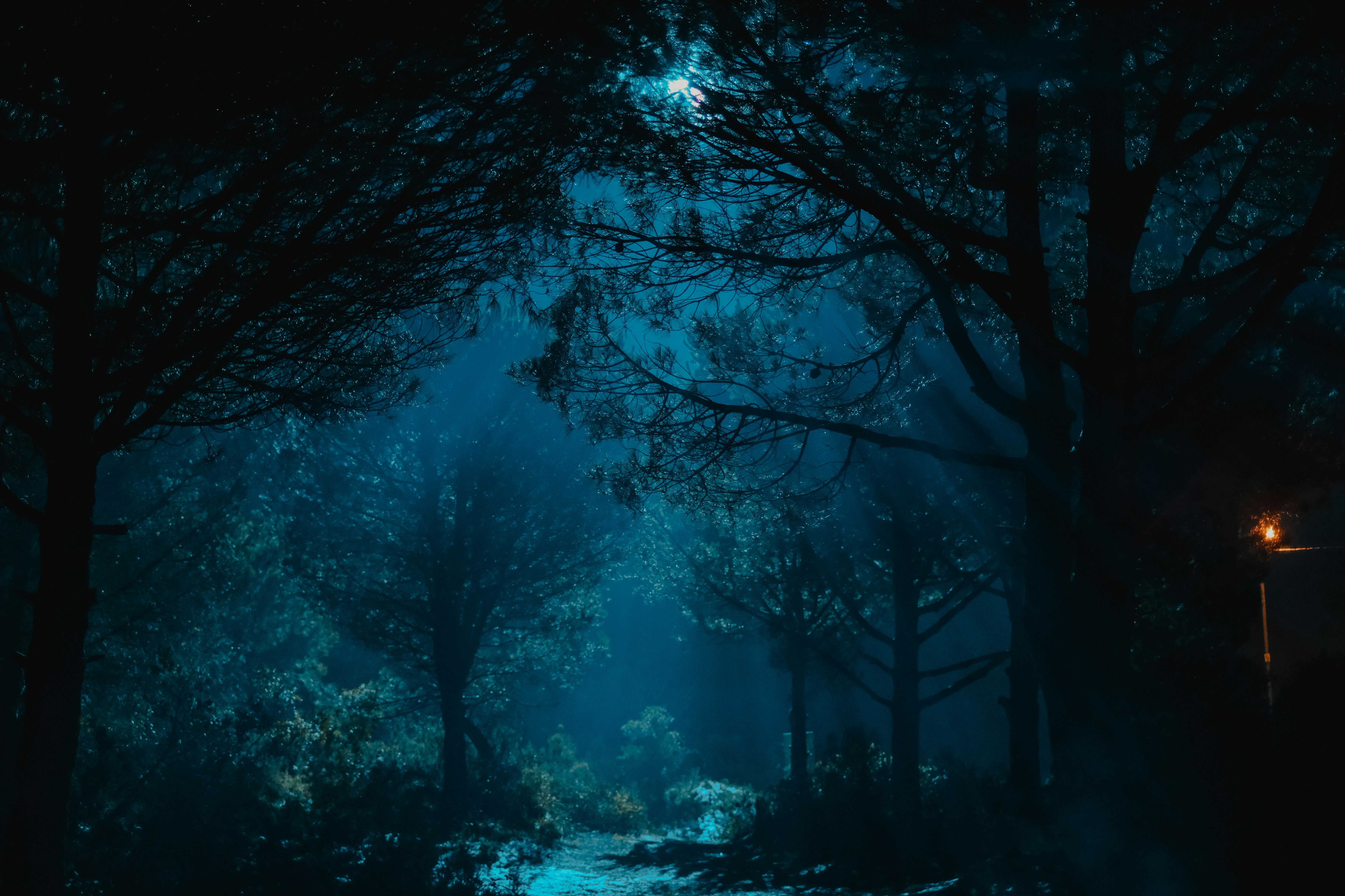 Jungle Night Pictures Download Free Images on Unsplash