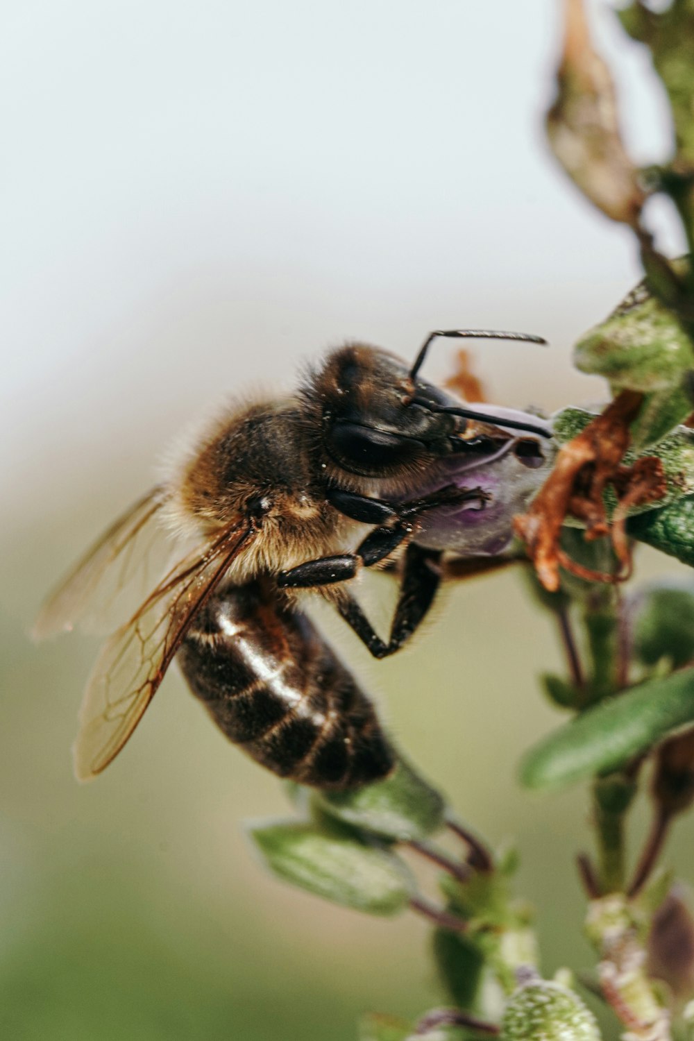 black and yellow bee on green plant