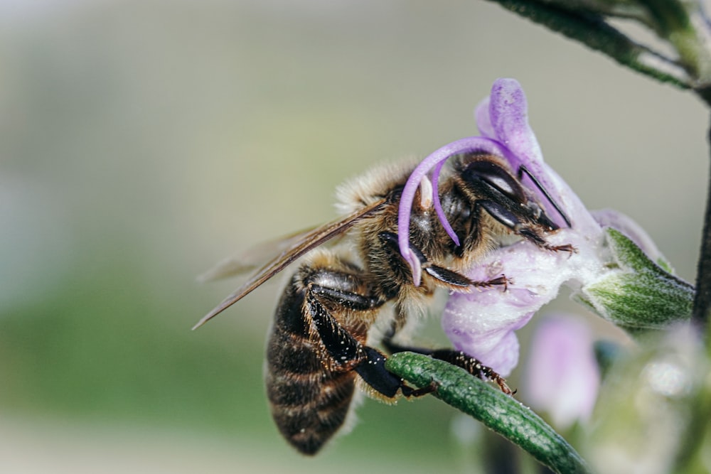 black and yellow bee on purple flower