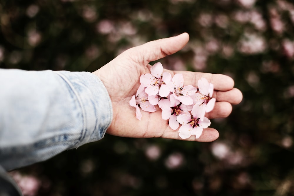사람의 손에 흰 꽃