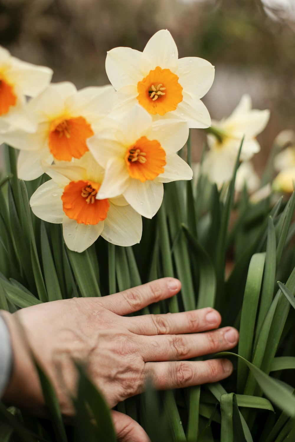 person holding white and orange flower