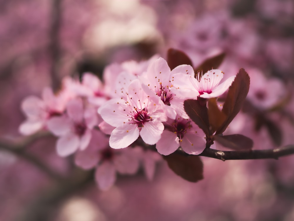 pink cherry blossom in close up photography