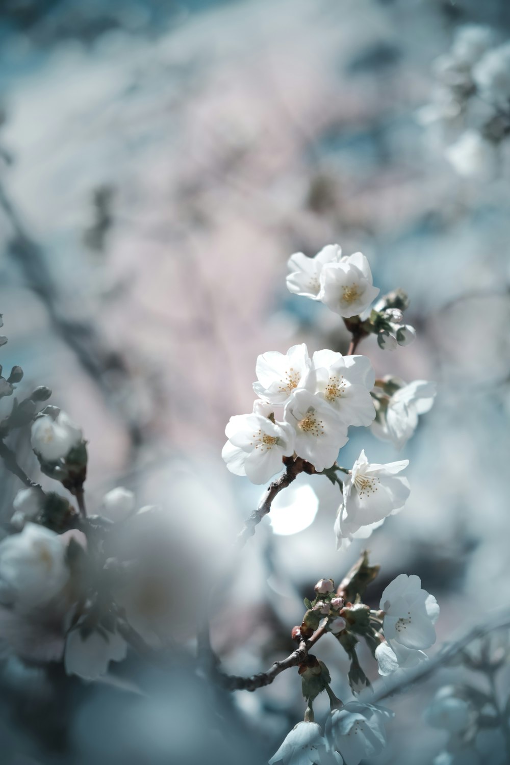 white cherry blossom in close up photography