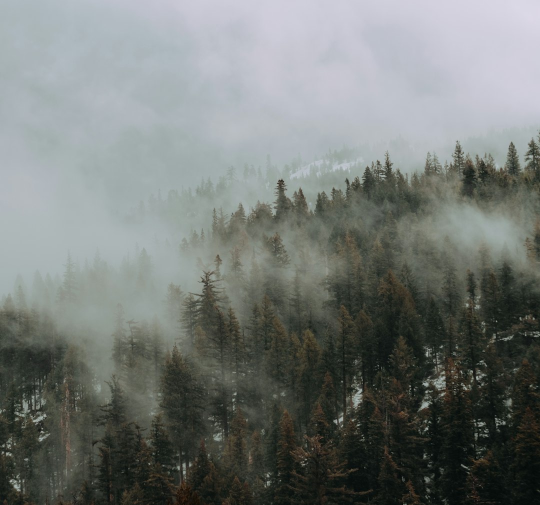 green trees covered with fog