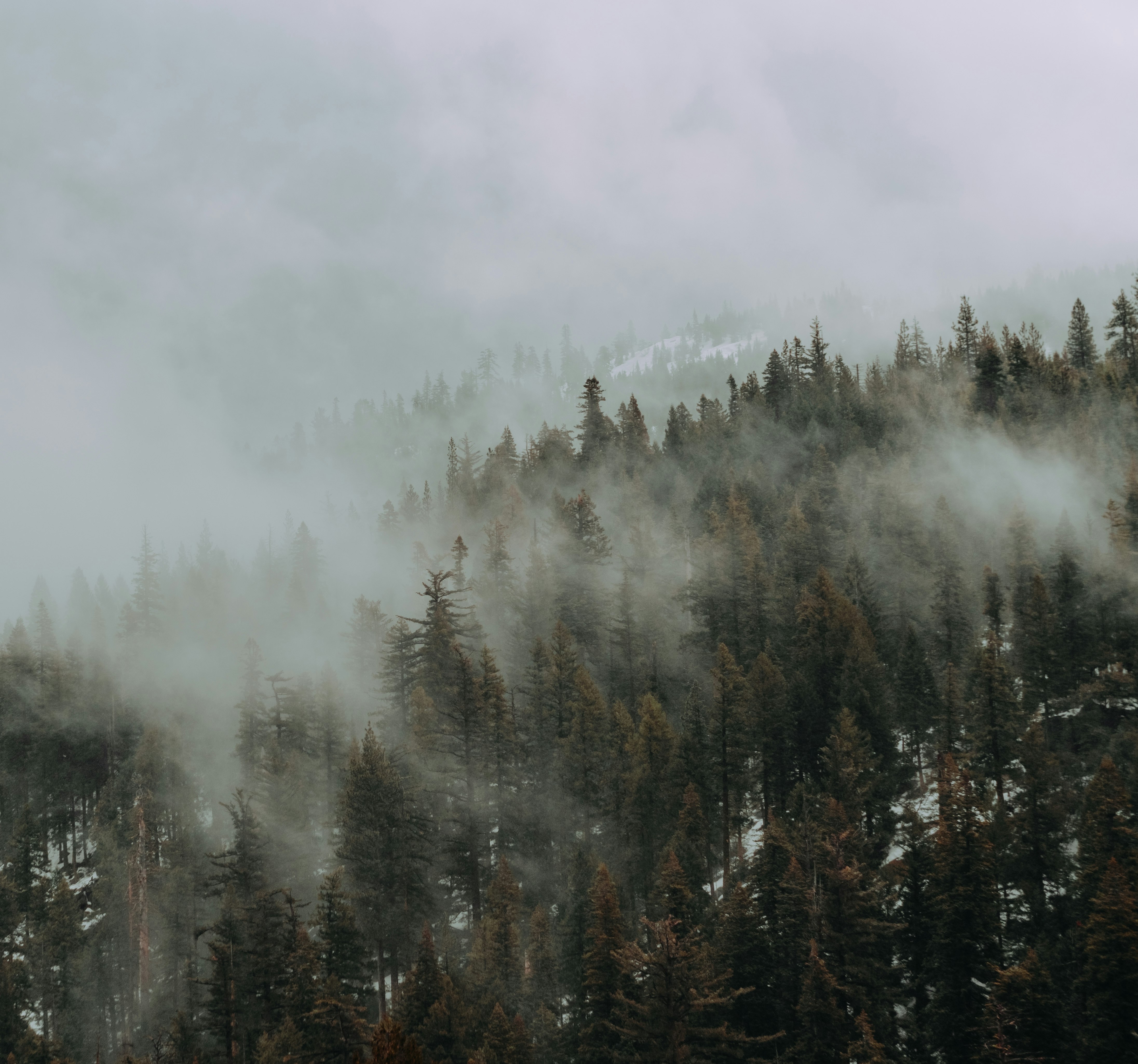 green trees covered with fog