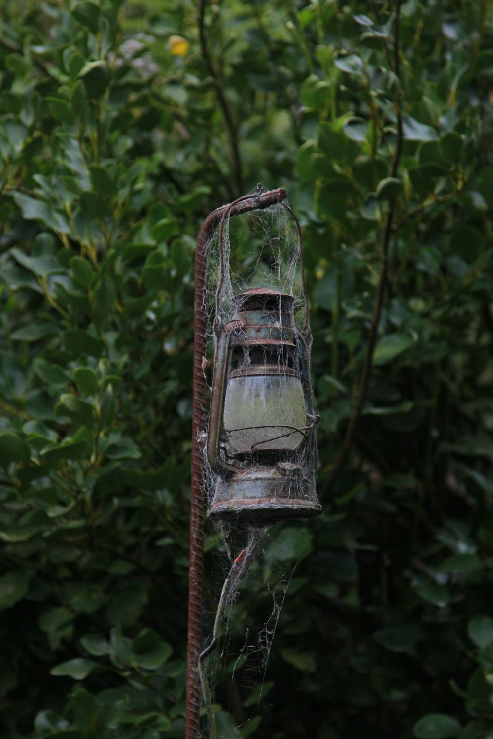 brown metal bird cage hanging on tree branch