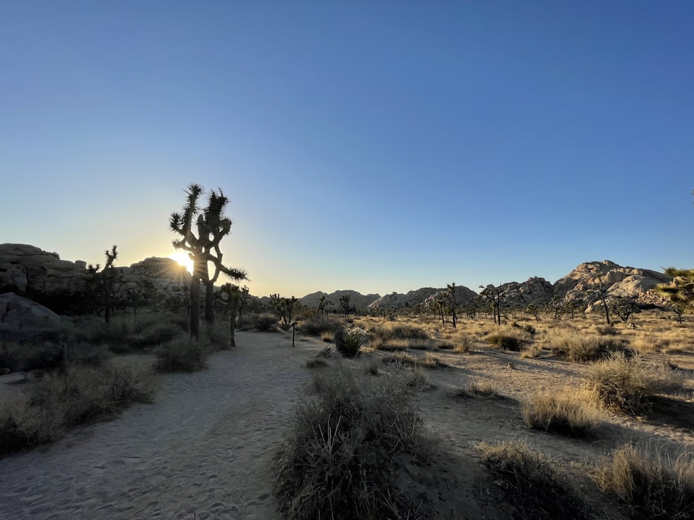 Campo de hierba verde y árboles durante el día