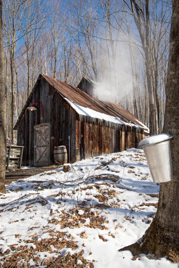 maple sugaring