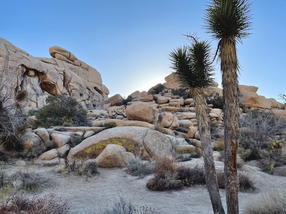 green palm tree near brown rock formation during daytime