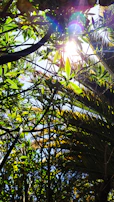 Sunlight filtering through leaves onto a display of eco-friendly products on a wooden shelf.