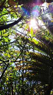 Sunlight filtering through lush green leaves over a stack of eco-friendly paper cups.