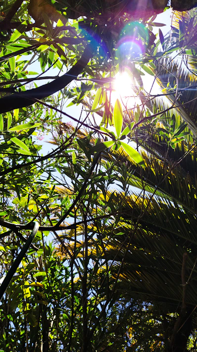 Sunlight filtering through lush green leaves over a stack of eco-friendly paper cups.