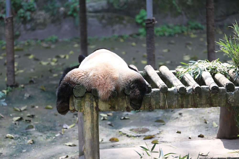 panda on brown wooden fence during daytime