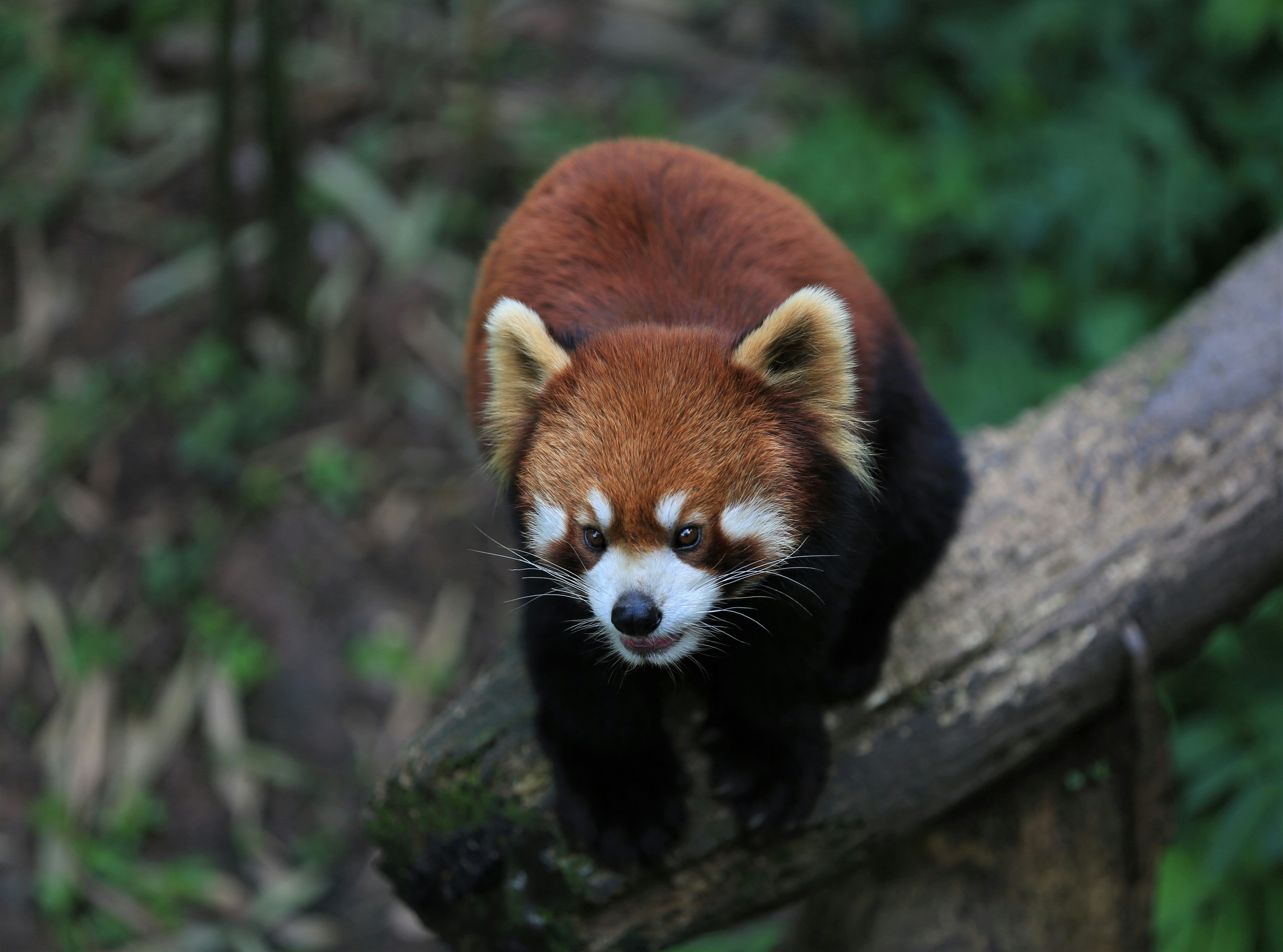red panda on brown tree branch