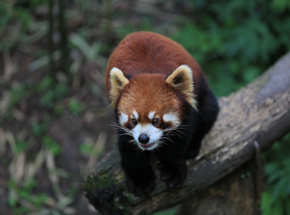 red panda on brown tree branch