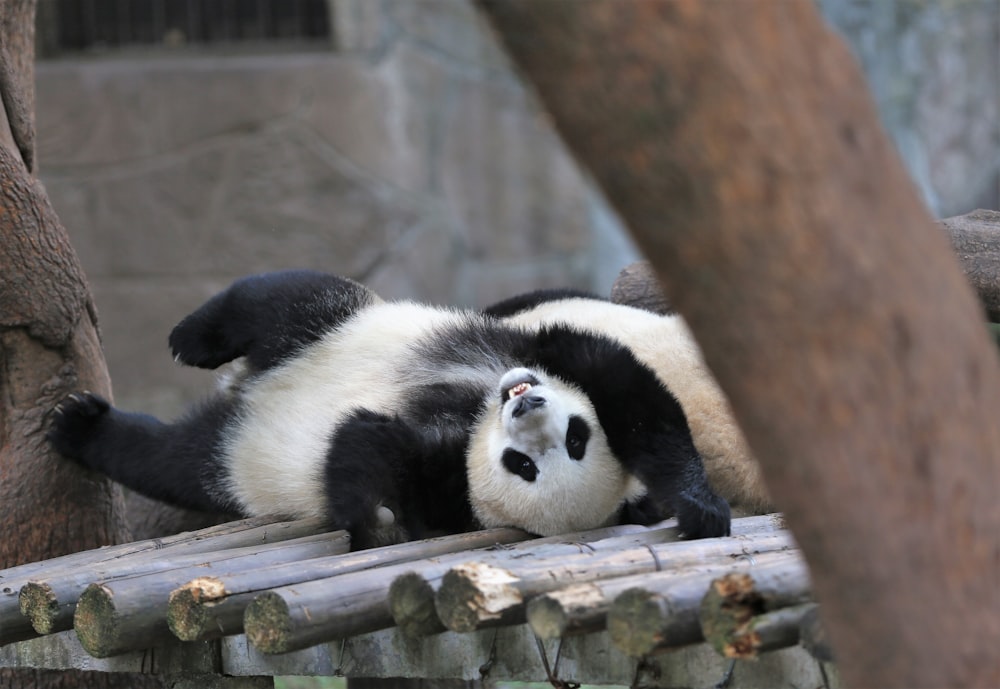 white and black panda on brown tree branch