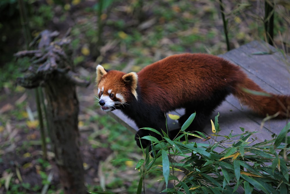 panda rosso sul ramo dell'albero durante il giorno