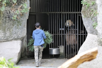 A person in a blue jacket and camouflage pants is carrying a large bundle of green leafy branches towards a panda inside an enclosure. The enclosure is surrounded by stone walls with some greenery growing on them. The panda stands on its hind legs, holding onto the bars, appearing to be interested in the incoming food. A metal bowl is visible inside the enclosure.