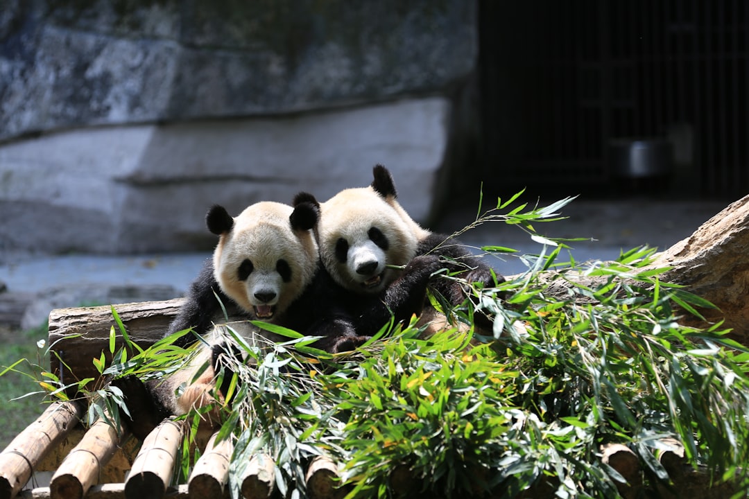 panda bear on green plant,