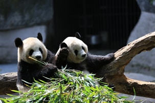 panda bear on tree branch during daytime