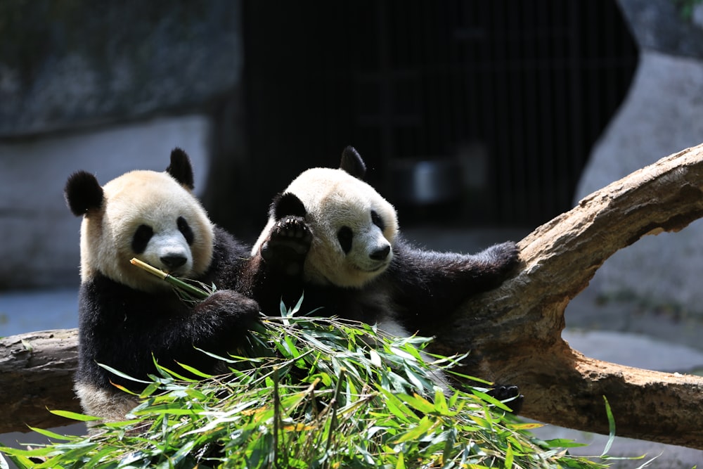 panda bear on tree branch during daytime