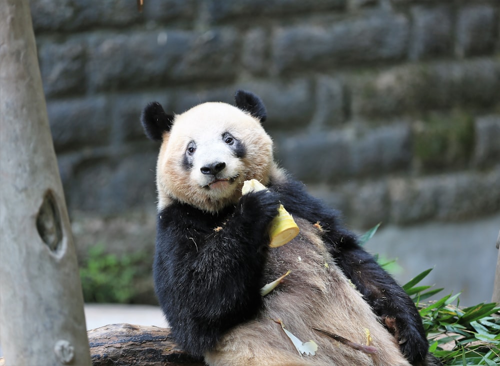 panda on brown tree branch