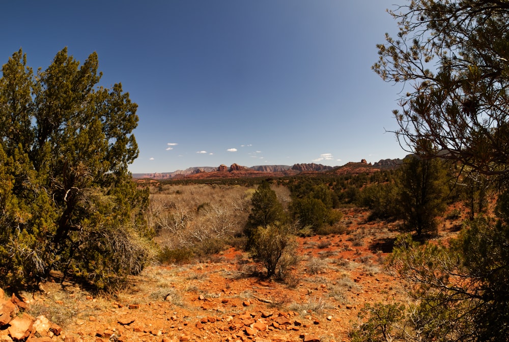 green trees on brown field under blue sky during daytime