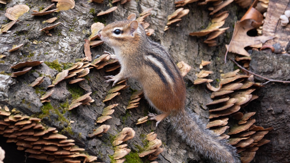Écureuil brun sur tronc d’arbre brun