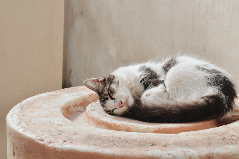 gato blanco y negro acostado sobre una mesa redonda de concreto marrón