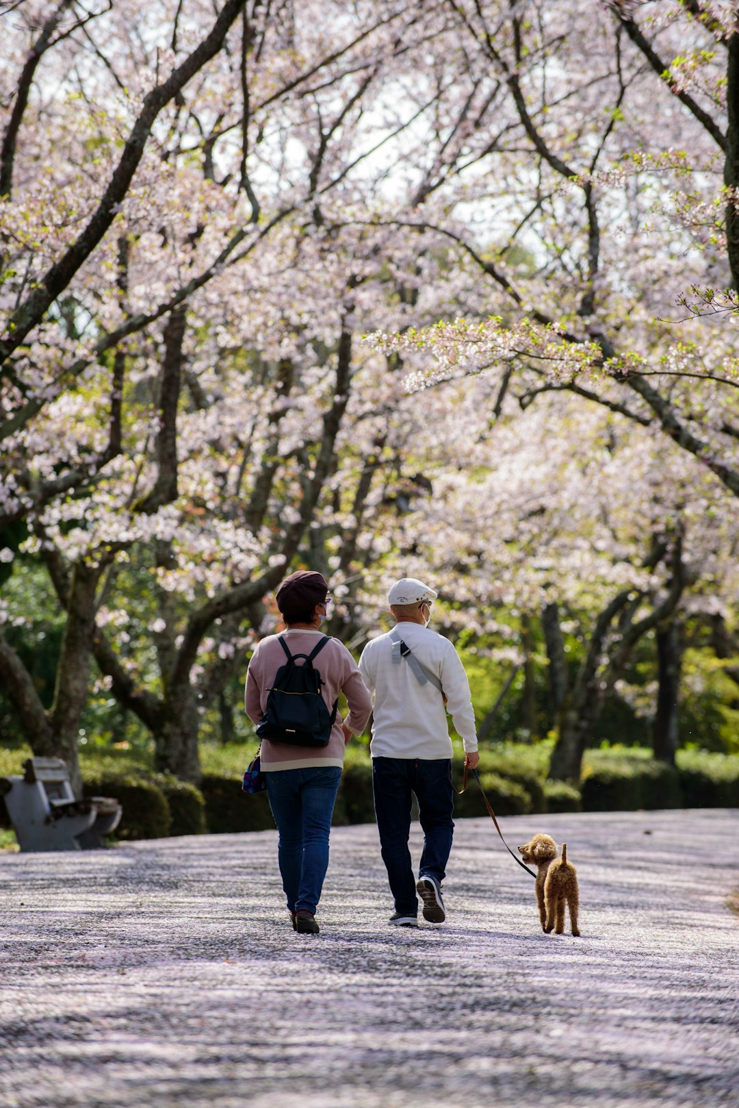 man in white dress shirt and blue denim jeans walking on pathway with brown dog during